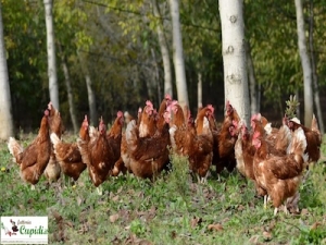 Visita alla Fattoria Cupidi e pranzo in trattoria locale