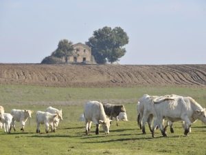 Visita e pranzo in azienda agricola Sansoni